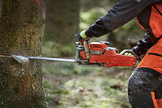 Baum fällen – so klappt es mit Sicher(heit)!